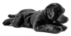 UNI-TOYS® Labrador Schwarz, Liegend - 60 Cm (Länge) - Plüsch-Hund, Haustier - Plüschtier Kuscheltiere 8 UNI-TOYS® Labrador Schwarz, Liegend - 60 Cm (Länge) - Plüsch-Hund, Haustier - Plüschtier Kuscheltiere -Otto 24283025 03